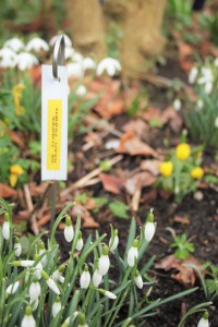 Sneeuwklokje van dichtbij