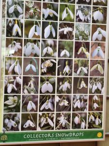 Sneeuwklokjes in tuin